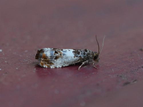 Notocelia trimaculana